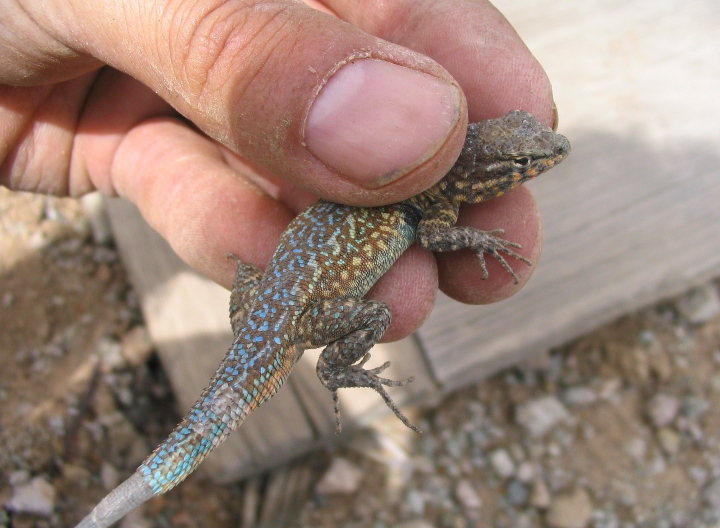 Side-blotched Lizard